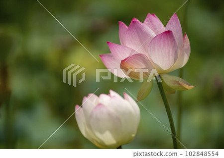 蓮花 102848554