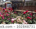 Streetcar buried in roses 102848731