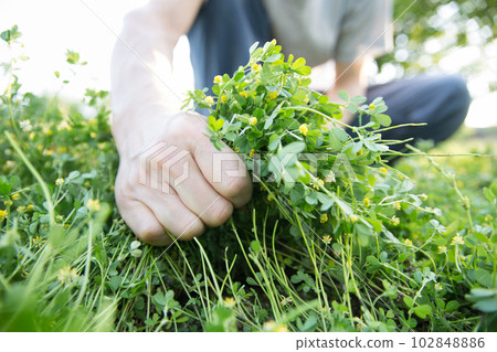 man plucking grass man plucking grass 102848886