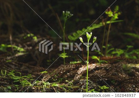 漆黑的森林裡,植物在陽光透過樹葉的照射下閃閃發光。 』 漆黑的森林裡,植物在陽光透過樹葉的照射下閃閃發光。 』 102848937