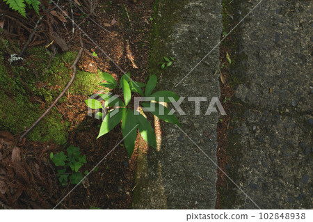 漆黑的森林裡,植物在陽光透過樹葉的照射下閃閃發光。 』 漆黑的森林裡,植物在陽光透過樹葉的照射下閃閃發光。 』 102848938