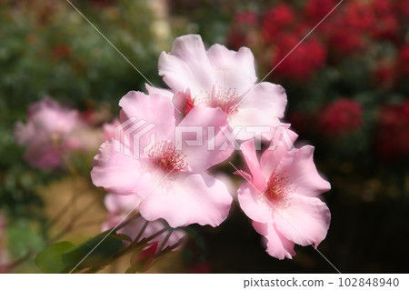 粉紅色的玫瑰 102848940