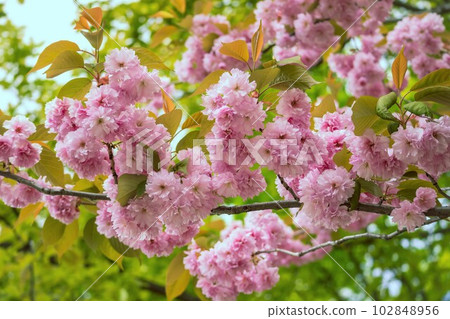 Double cherry blossoms in full bloom 102848956