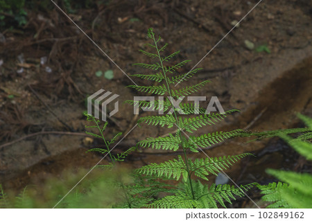 Ferns that grow naturally in forests and along the banks of clean, unpolluted rivers Ferns that grow naturally in forests and along the banks of clean, unpolluted rivers 102849162