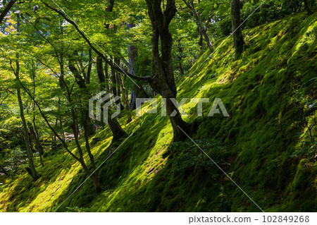 京都嵯峨嵐山的夏日綠意盎然的常寂光寺 102849268