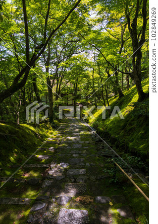 京都嵯峨嵐山的夏天 綠意盎然的常寂光寺 末吉坂 102849269