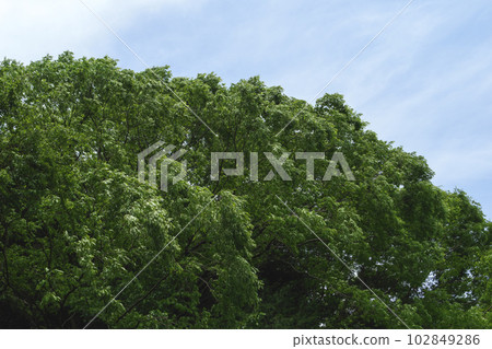Beautiful scenery of trees and blue sky growing in a field in early summer Beautiful scenery of trees and blue sky growing in a field in early summer 102849286