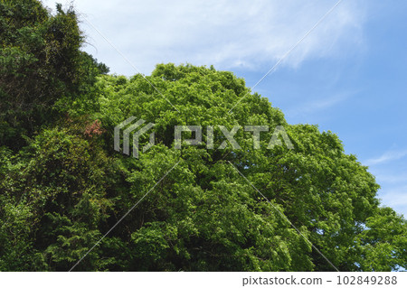 初夏田野中生長著樹木和藍天的美麗風景 初夏田野中生長著樹木和藍天的美麗風景 102849288