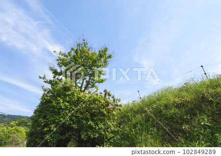 初夏田野中生長著樹木和藍天的美麗風景 初夏田野中生長著樹木和藍天的美麗風景 102849289