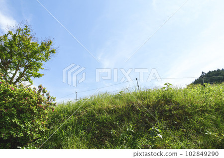 初夏田野中生長著樹木和藍天的美麗風景 初夏田野中生長著樹木和藍天的美麗風景 102849290