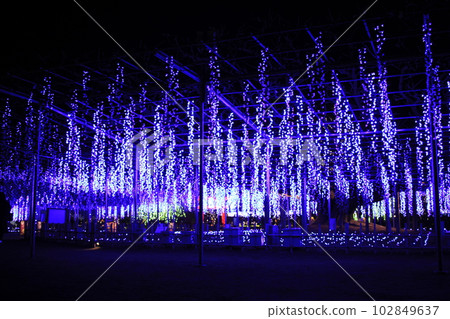 Ashikaga Flower Park main illumination Ashikaga Flower Park main illumination 102849637