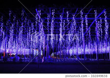 Ashikaga Flower Park The best illumination Ashikaga Flower Park The best illumination 102849638