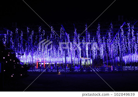Ashikaga Flower Park Wonderful illumination Ashikaga Flower Park Wonderful illumination 102849639