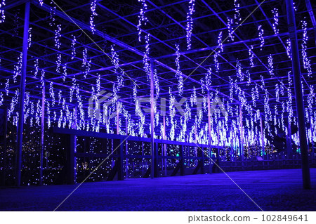 Light in purple Ashikaga Flower Park Illumination Light in purple Ashikaga Flower Park Illumination 102849641