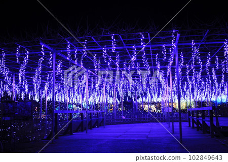 Ashikaga Flower Park, the highlight of the illumination Ashikaga Flower Park, the highlight of the illumination 102849643