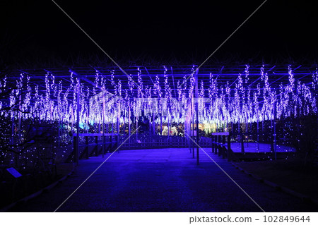 Ashikaga Flower Park Wisteria Illumination Ashikaga Flower Park Wisteria Illumination 102849644