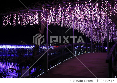 Wisteria illumination Ashikaga Flower Park Wisteria illumination Ashikaga Flower Park 102849647