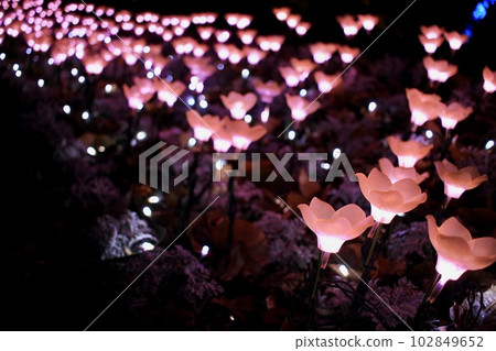 Light pink illumination Ashikaga Flower Park Light pink illumination Ashikaga Flower Park 102849652