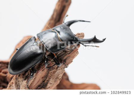 Schenling ring owlagata 102849923