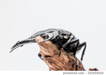 Schenling ring owlagata 102850020