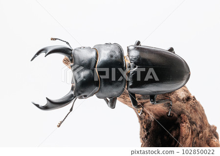 Schenling ring owlagata 102850022