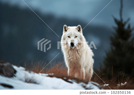 站在雪山上的白狼 102850136
