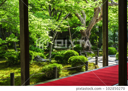 圓光寺的綠意，從書房看到的庭園景色，京都府京都市 102850270