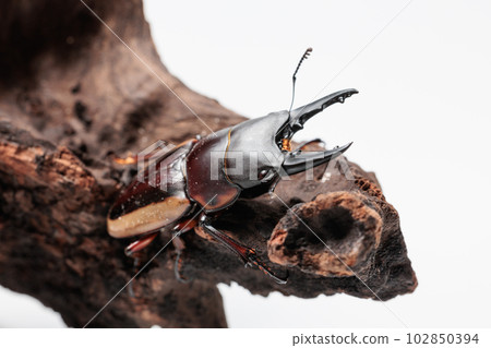 lateralis 鋸齒瓢蟲 lateralis 鋸齒瓢蟲 102850394