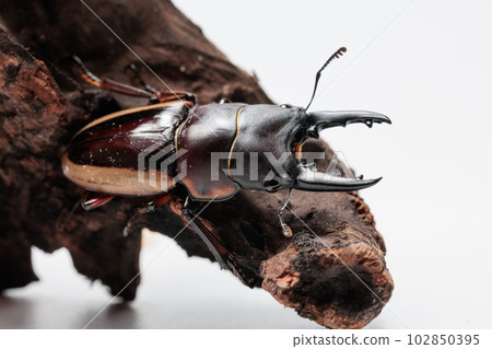 lateralis 鋸齒瓢蟲 lateralis 鋸齒瓢蟲 102850395