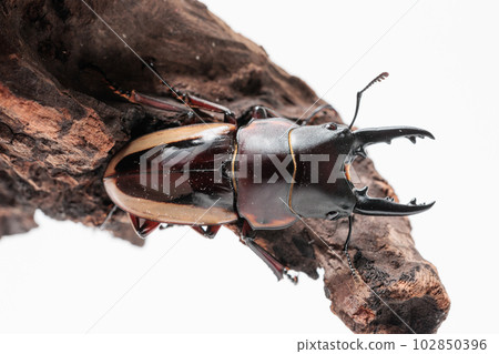 lateralis sawtooth stag beetle lateralis sawtooth stag beetle 102850396