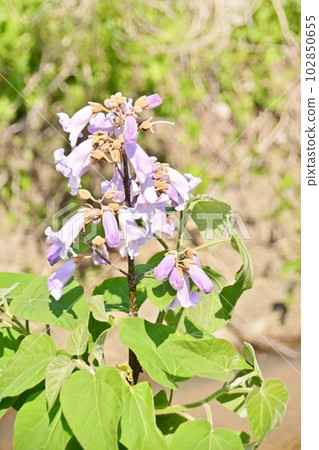 淺藍紫色泡桐花 102850655