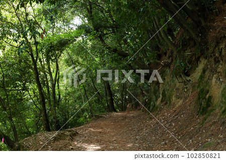 初夏綠樹成蔭的林間小路 102850821