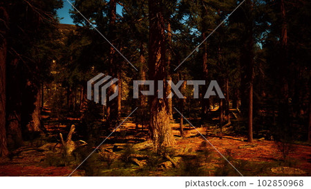Dusk settling over the sequoia forest Dusk settling over the sequoia forest 102850968
