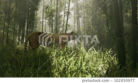 Bengal tiger prowls through a grove of bamboo searching for its prey Bengal tiger prowls through a grove of bamboo searching for its prey 102850977