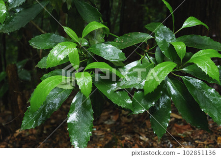 green leaves wet in the rain in the forest green leaves wet in the rain in the forest 102851136