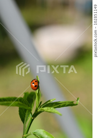 瓢蟲 瓢蟲 102851149