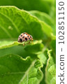 瓢蟲 102851150