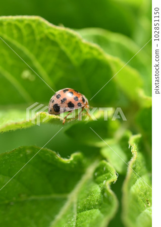 瓢蟲 102851150