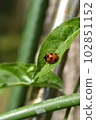 瓢蟲 102851152
