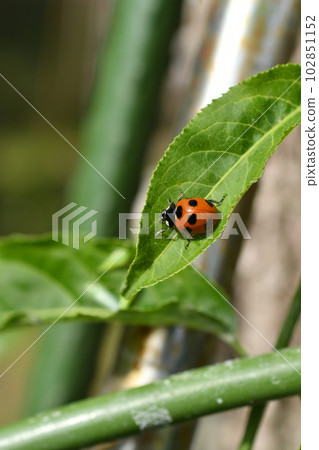 瓢蟲 瓢蟲 102851152