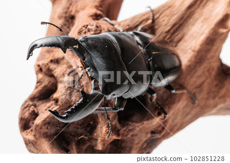 Sumatra Hawthora 102851228