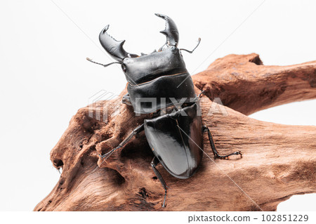 Sumatra Hawthora 102851229