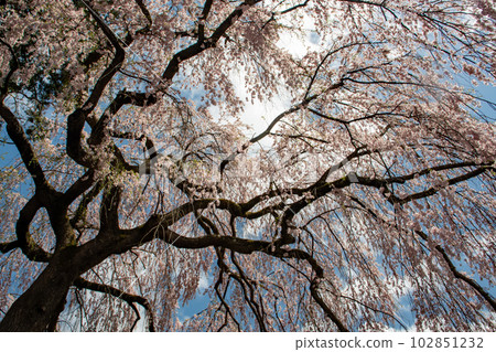 Weeping cherry tree at Aoya Shinmei Shrine in Hida Asahi Town 102851232