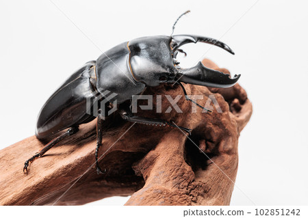 Sumatra Hawthora Sumatra Hawthora 102851242
