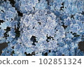 kaleidoscope hydrangea 102851324