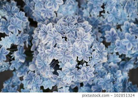 萬花筒繡球花 萬花筒繡球花 102851324