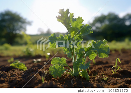 kale plant growing in a field in the summer sunny day in the countryside with Generative AI 102851370