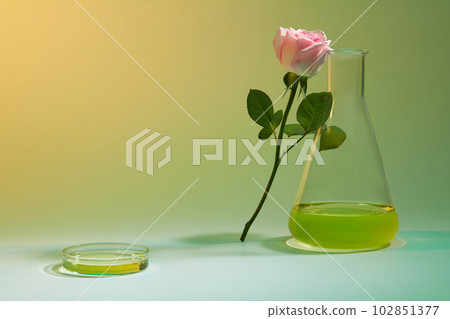 A Rose branch leaning on an erlenmeyer flask decorated with a glass petri dish containing yellow fluid. Rose essential oil has a relaxing effect on many people 102851377