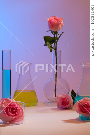 Few roses are arranged with laboratory glassware filled with blue and yellow liquid. Essential oil extracted from Rose provide nourishment for skin Few roses are arranged with laboratory glassware filled with blue and yellow liquid. Essential oil extracted from Rose provide nourishment for skin 102851402