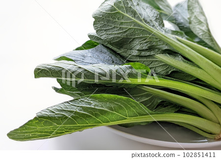 Bright green Komatsuna postcard ratio 102851411